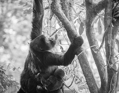 Gorillatrekking Bwindi Impenetrable Forest Uganda