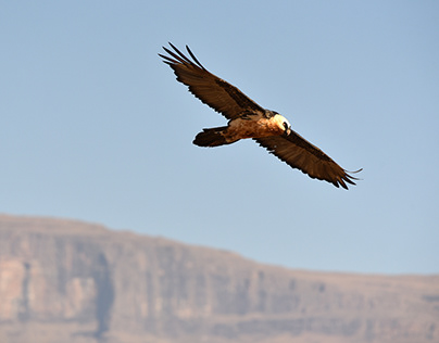 Vultures of The Drakensberg