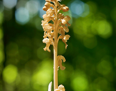 210531 Bird's-nest orchid – Upper Bavaria
