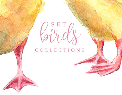 birds collections