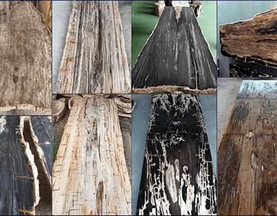 Petrified Wood Polished Slab Countertops