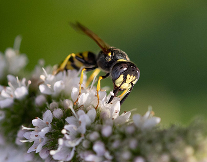 Wespe / Wasp