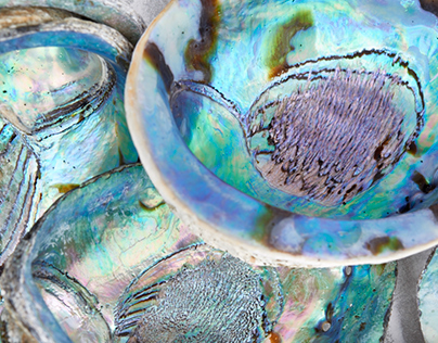 Paua (Abalone) Shells #1