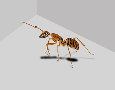 Tiger Ant