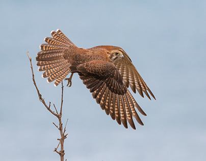 The Brown Falcon