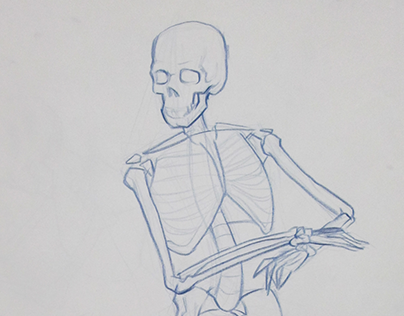 skeleton studies