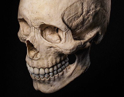 Human Skull & Teeth - Clay to Render