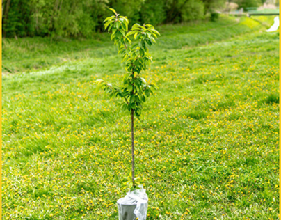 Wisconsin Rapids Tree Service Pros