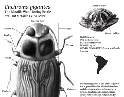 Euchroma gigantea Entomological Illustration