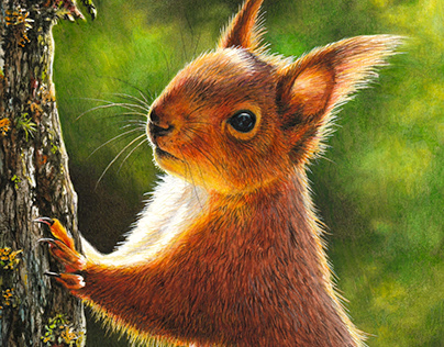 Watercolor painting of a red squirrel