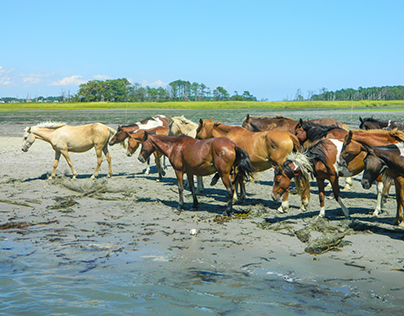 The Horses of Assateague Island