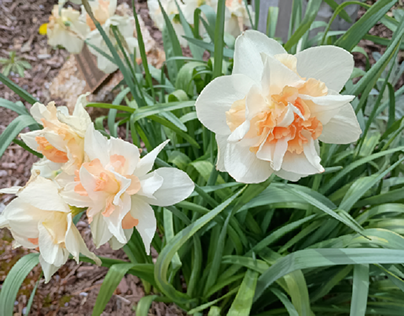 Pale Yellow and White Daffodils