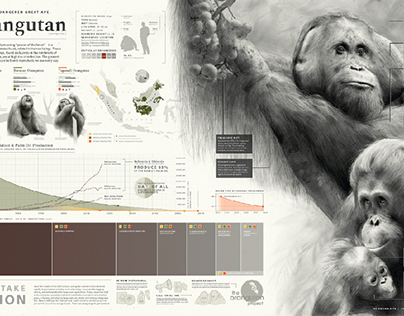 Orangutan Infographic