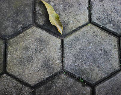 Bokeh floor with fallen dry leaves