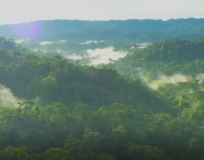 Amazon RainForest Edit