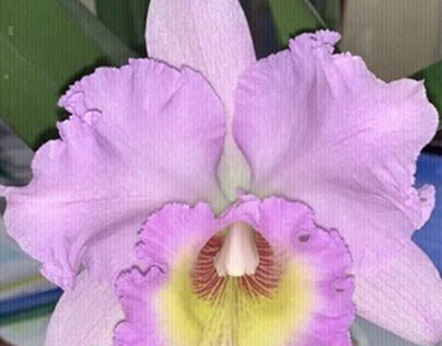 Орхидея( розовый опал)