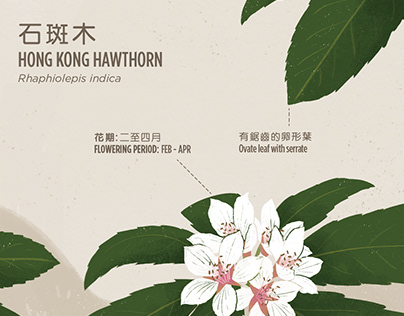 HONG KONG HAWTHORN (Rhaphiolepis indica)