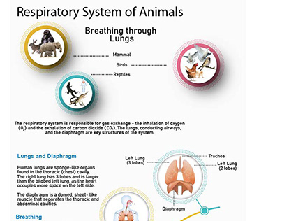 respiratory system #infographics