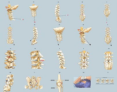 Bones - medical illustrations - vector