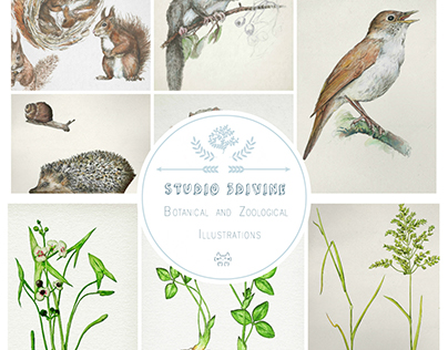 Botanical & Zoological Illustrations
