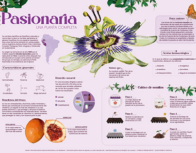 Infografía Pasionaria | Infographic Passiflora