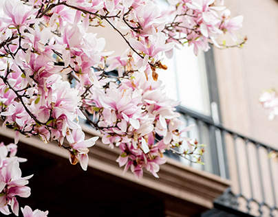Boston Cherry Blossoms