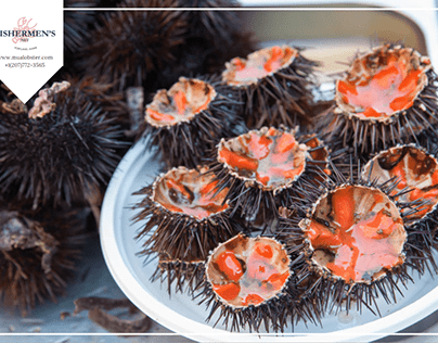 WHAT IS SEA URCHIN