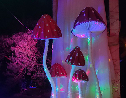 Magic Mushrooms for Burning Man festival in Lithuania