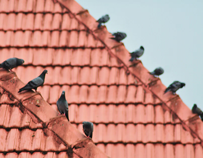 Rooftop Pigeon