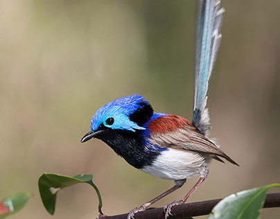 Wildlife of Central Queensland