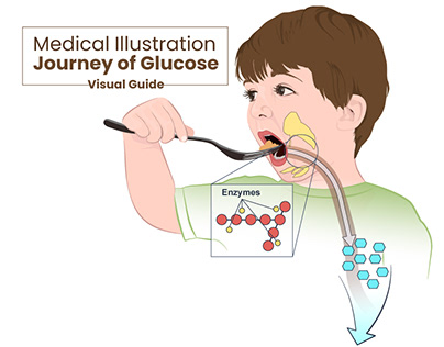 Project thumbnail - Journey of Glucose