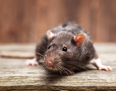 Rodents Removal Coconut Creek