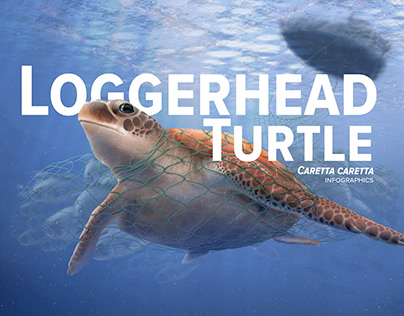Loggerhead turtles (Caretta caretta) infographic