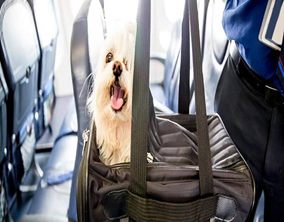 Know Lufthansa's Pet Policy Before You Go