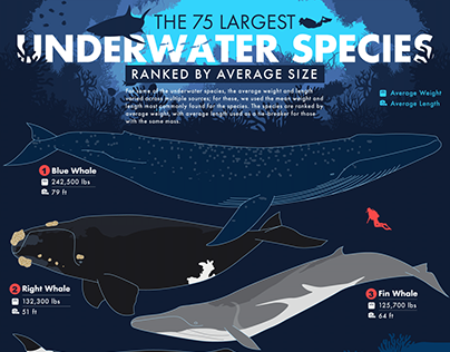Project thumbnail - The 75 Largest Underwater Species