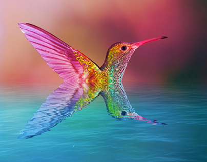 Hummingbird Reflections