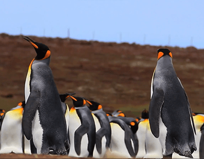 Trailer documentário de pinguim