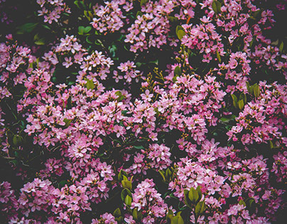 Arisleyda Urena's Floral Photo Inspiration