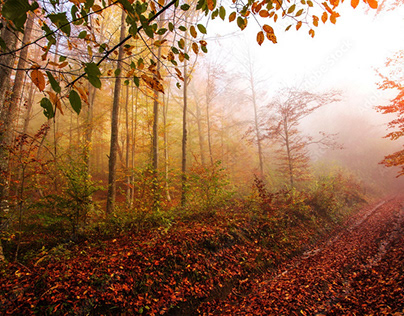 Carpathian autumn