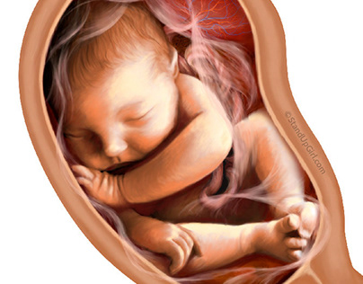 Fetal Development Series