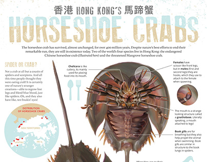 Project thumbnail - Horseshoe Crab infographic