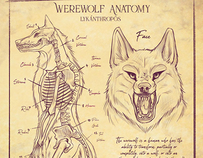 Anatomie du loup-garou