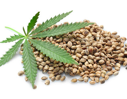 Best marijuanas plants seed