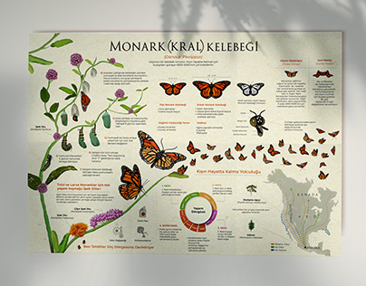 MONARCH BUTTERFLY Infographic Design