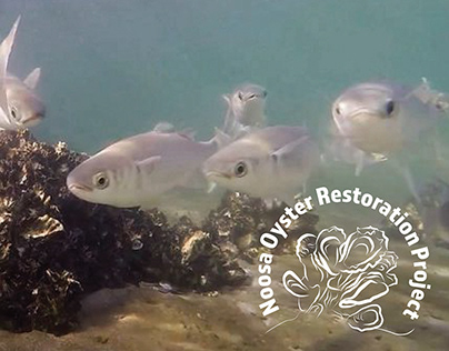 Noosa Oyster Restoration Project Branding