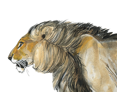 Pantherinae (big cats) illustration