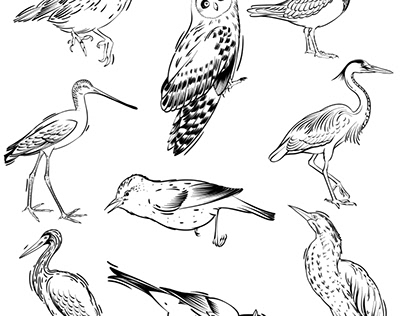 Lineart illustration bird and fish