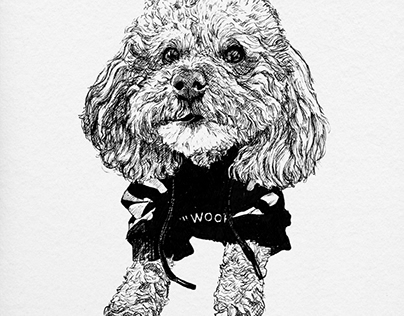 Doggo portrait