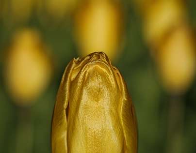 tulip work