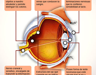 Estructuras del ojo humano